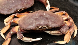 Video: Cú kẹp của cua Dungeness khiến chuyên gia động vật phải kêu khóc