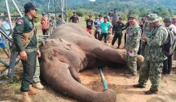 Cột điện đổ giật chết voi hiếm tại Campuchia