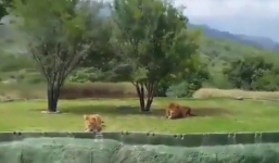 Chồm lên vồ du khách, sư tử bị ngã nhào xuống hào sâu