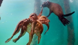 Trận huyết chiến giữa hải cẩu và bạch tuộc khủng hút 3,9 triệu lượt xem