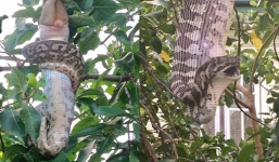 Trăn nuốt chửng mẹ con thú có túi ngoài nhà dân