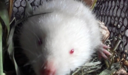 Người dân bắt được con dúi trắng hiếm thấy ở Nghệ An