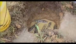 Video: Đào hang chuột nhưng bắt được cá lóc 'khủng' ở Long An