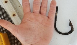 Video: Cá mập bị móc câu xuyên bụng cầu cứu thợ lặn