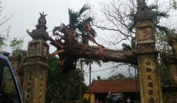 Chặt hạ cây sưa 50 tỷ trong vụ đánh nhau đổ máu tại cuộc họp ở Bắc Ninh