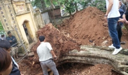 'Ôm' cây sưa 200 tuổi giá 24,5 tỷ đồng: Đại gia gỗ đang lo sốt vó