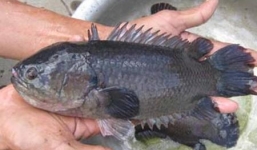 Video: Cận cảnh thanh niên bắt hang loạt cá rô trốn trong hang 