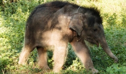 Video: Cận cảnh voi Gold-báu vật của Trung tâm bảo tồn voi Đăk Lăk