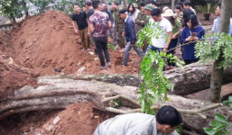 Cây sưa 26 tỷ ở Bắc Ninh: Gia đình Chủ tịch xã được chia 40 triệu đồng