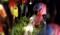 Mổ bụng trăn khổng lồ, hoảng hồn phát hiện thi thể người đàn ông