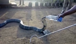 Video: Hổ mang chúa sắp chết khát phải bò vào làng xin nước uống