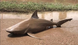 Lũ cuốn cá mập ăn thịt người lên giữa phố Australia