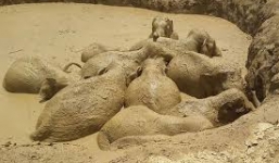 Đàn voi 11 con bị mắc kẹt dưới hố bùn ở Campuchia được giải cứu