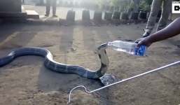 Video: Nông dân cứu rắn hổ cực độc khỏi chết khát
