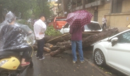 Mưa giông lớn, cây đổ đè bẹp xe ô tô sáng nay ở Hà Nội