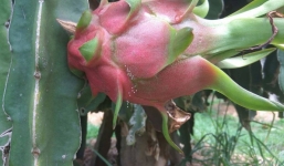 Hoa Ưu đàm '3000 năm' năm xuất hiện trong vườn thanh long ở Bình Thuận