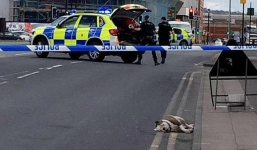 Cảnh sát Anh bắn chết đàn chó tấn công trẻ em giữa phố