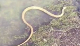 Hy hữu cảnh rắn đối nằm rình định cướp cá của ngư dân