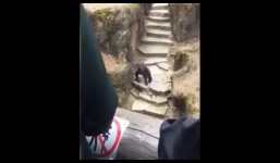 Hy hữu cảnh du khách bị tinh tinh ném phân trúng mặt hút hơn nghìn lượt xem