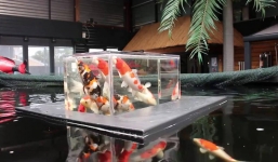 Hồ cá thiết kế độc đáo giúp cá 'vượt vũ môn'