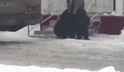 Thanh niên cưỡi và chơi đùa với gấu khổng lồ như thú cưng