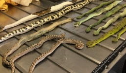 Australia: Hải quan hốt hoảng phát hiện rắn bò lổm ngổm trong gói hàng