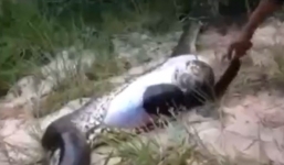 Video: Mổ bụng trăn khổng lồ, phát hiện con trăn khác bên trong