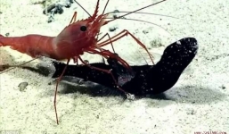 Video: Tôm biển xiên thủng bụng và xé xác cá rồng trong nháy mắt