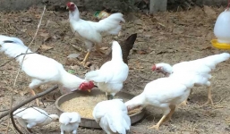 Đàn gà rừng đột biến gen trắng muốt quý hiếm được các đại gia săn lùng