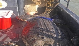 Cá sấu 'quái vật' 4,2m sập bẫy thợ săn Australia