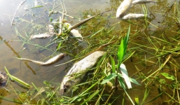 Thừa Thiên - Huế: Cá nuôi lồng chết trắng trên sông Bồ