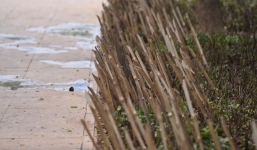 Hà Nội cắm cọc tre nhọn hoắt bảo vệ vườn hoa ở Nhà hát lớn