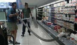 Trăn dài 4m ẩn mình trong tủ lạnh siêu thị khiến nhiều người hoảng hốt