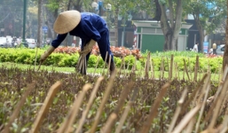 Cắm chông trong vườn hoa gần Nhà hát Lớn để... ngăn chó