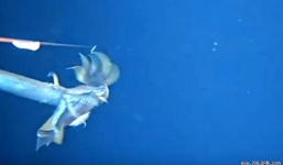 Video: Cận cảnh mực săn đồng loại ngay trước ống kính máy quay