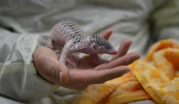 Video: Tê tê mồ côi được bác sĩ Việt Nam cho uống sữa