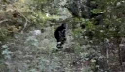 Hình ảnh quái thú, nghi người tuyết trong rừng Mỹ