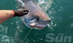 Video: Cá mập 'khủng' gần hai tạ cắn câu ngư dân Anh