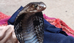 Video: Rắn hổ mang cắn chết du khách khi đang biểu diễn