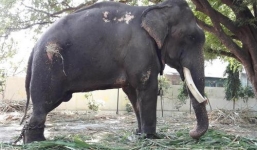 Video: Voi giận dữ đá bay người diễu hành trên phố