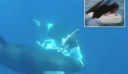 Video: Cận cảnh đàn cá voi sát thủ tranh nhau xé xác cá mập đầu búa