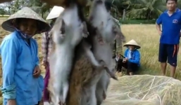 Video: Nông dân dùng bẫy cá để bắt chuột hàng loạt 'khủng' khi gặt lúa
