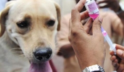 Phạt 3 triệu nếu không tiêm phòng cho chó, vứt xác động vật bừa bãi