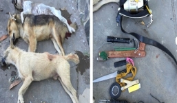 Clip cảnh trộm chó bằng súng điện ở Việt Nam lên báo Tây
