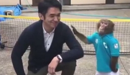Video: Khỉ Nhật Bản chơi tennis thuần thục gây sốt dân mạng