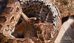 Video: Linh dương bị trăn khủng 'xơi tái' khi đang thản nhiên uống nước