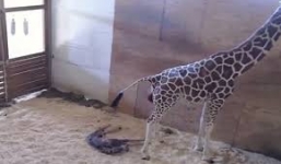 Clip hươu cao cổ Mỹ sinh con cao 2m hút 1,6 triệu lượt xem