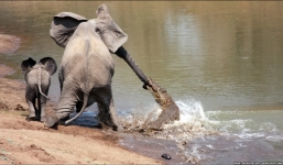 Video: Bị 'sát thủ đầm lầy' ngoạm vòi, voi thoát chết trong nháy mắt