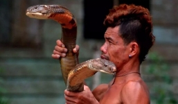 Video: Hổ mang chúa khủng 4m ốm nặng khi cắn phải dị nhân