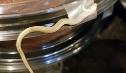 Tá hỏa khi phát hiện rắn trong túi hàng mua online